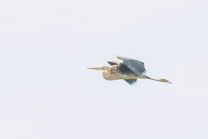 Purple Heron