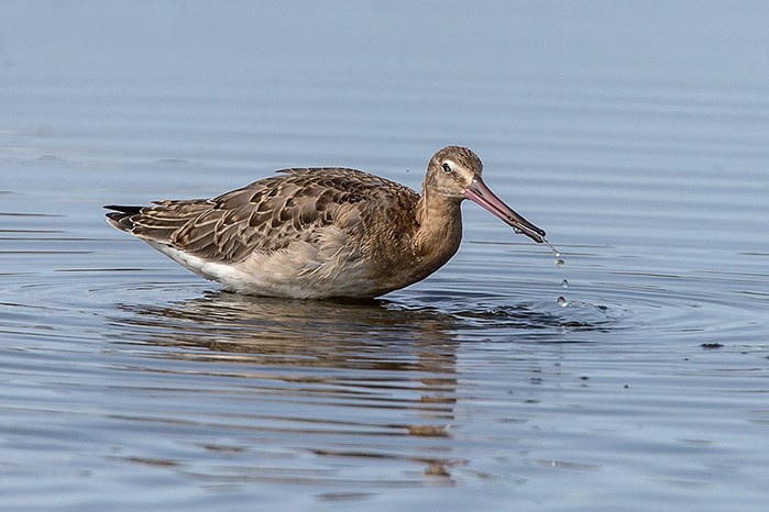 Black-tailed Godwit
