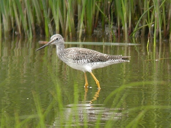 Greater Yellowlegs