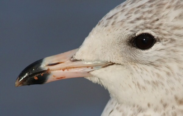 Ring-billed Gull