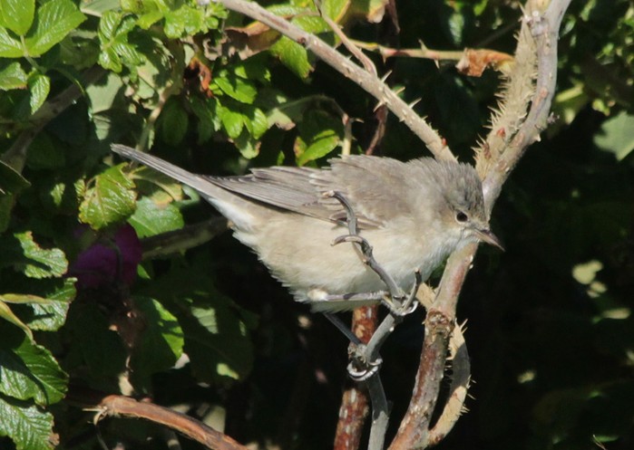 Barred Warbler