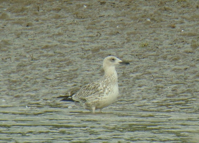 Caspian Gull