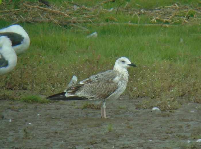 Caspian Gull