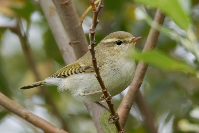 Greenish Warbler