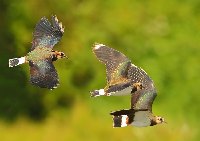 Lapwing