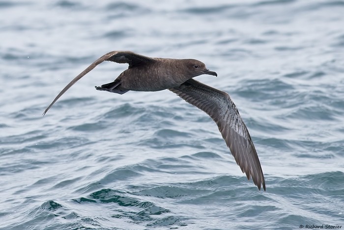 Sooty Shearwater
