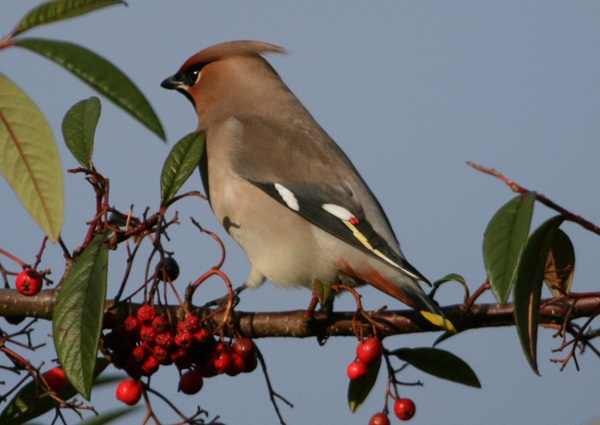 Waxwing