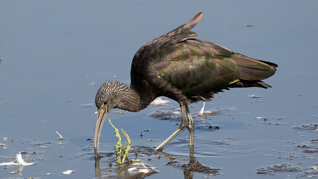 Glossy Ibis