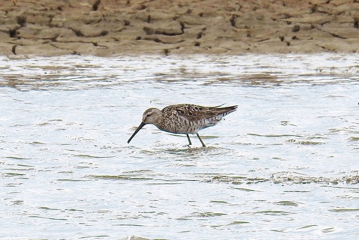 Stilt Sandpiper