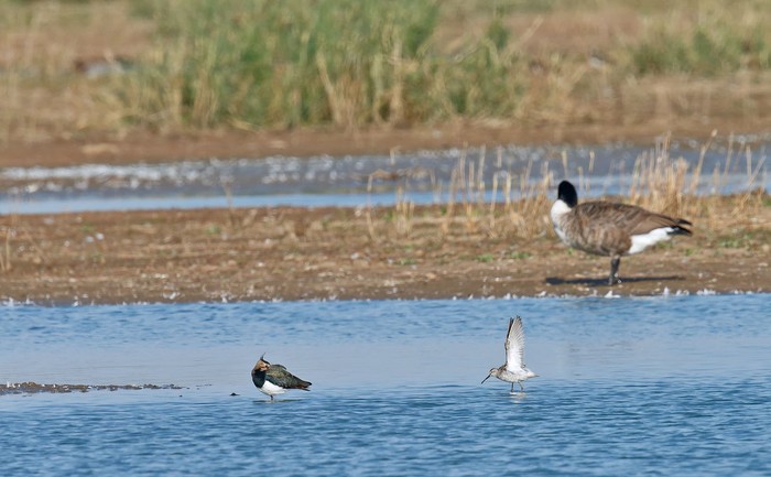 Stilt Sandpiper
