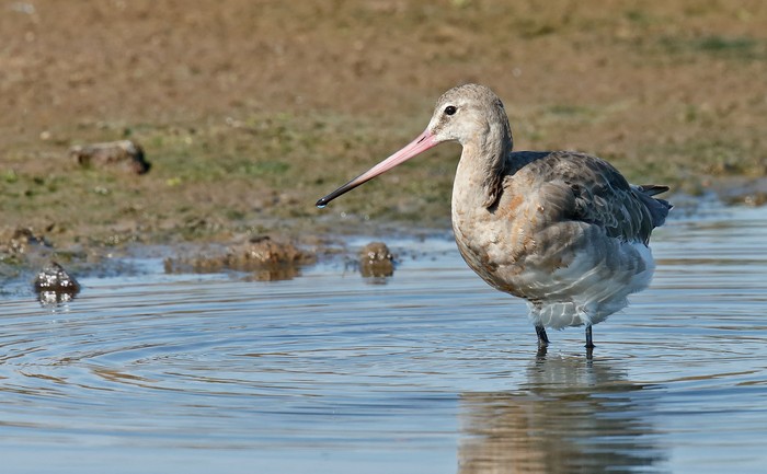 Black-tailed Godwit