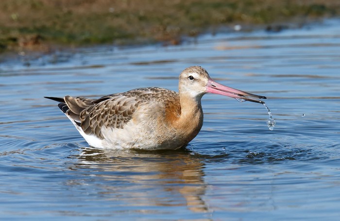 Black-tailed Godwit