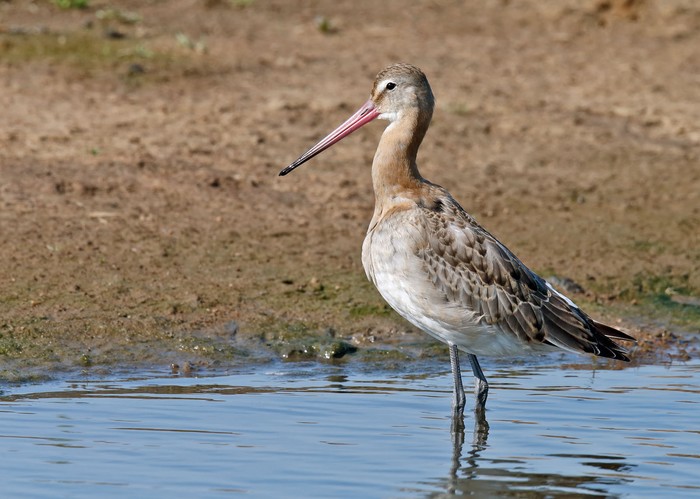 Black-tailed Godwit