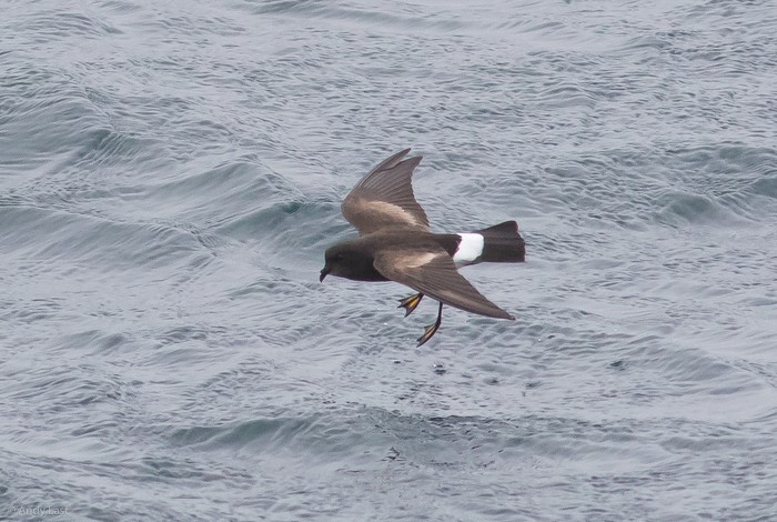 Wilson's Petrel