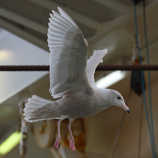 Glaucous Gull