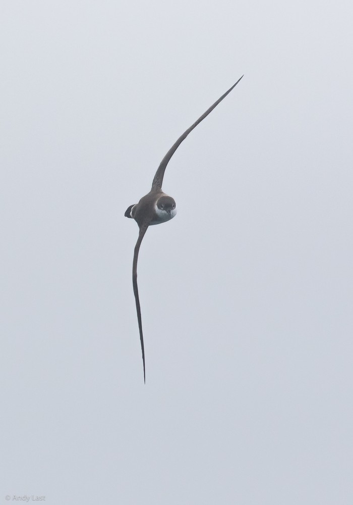 Great Shearwater