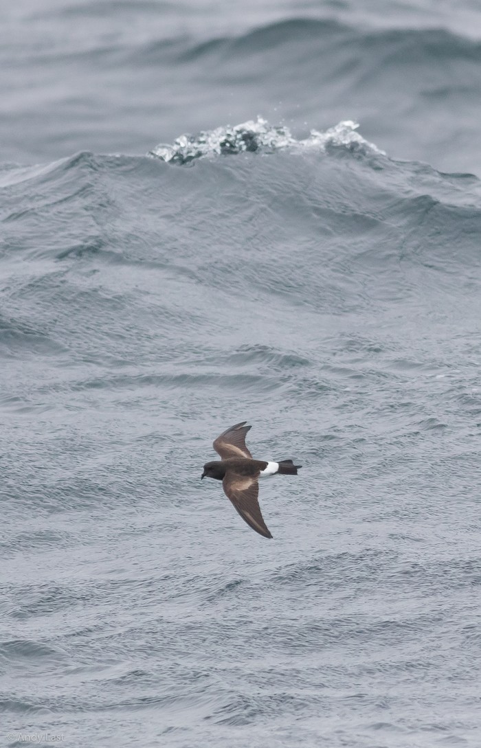 Wilson's Petrel