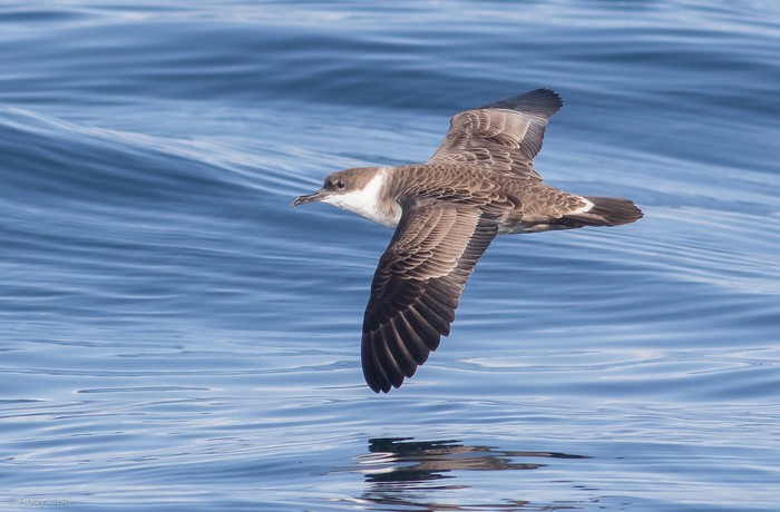 Great Shearwater