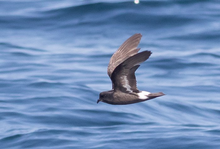 Storm Petrel