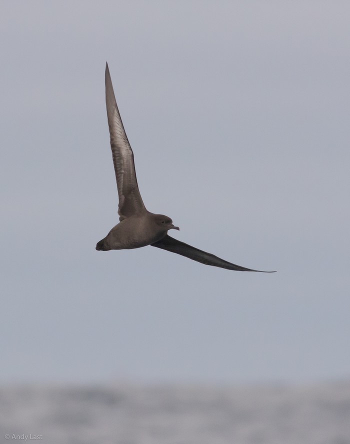 Sooty Shearwater
