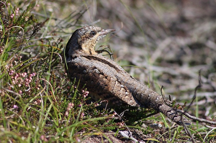 Wryneck