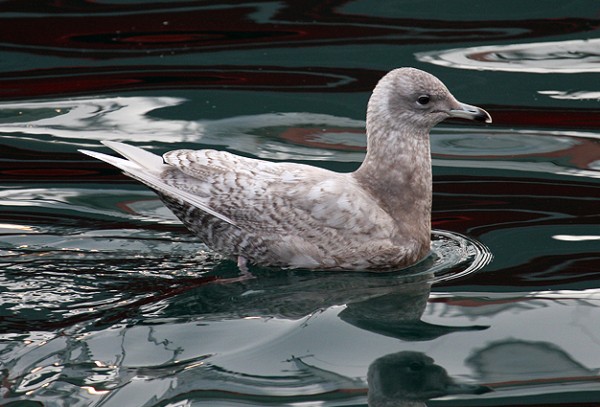 Iceland Gull