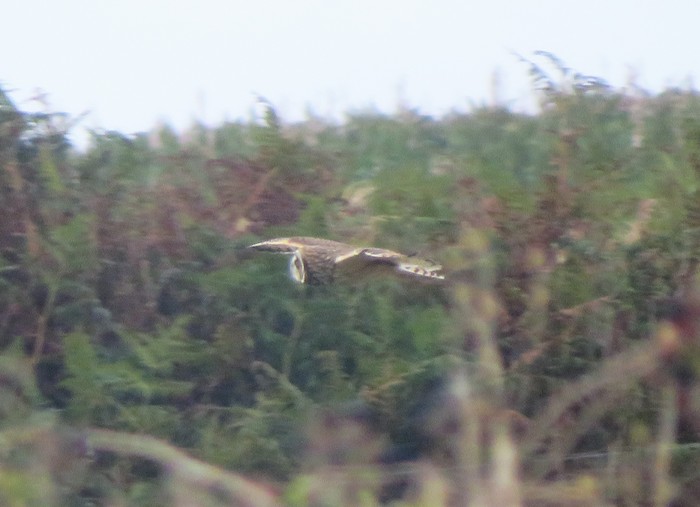 Short-eared Owl