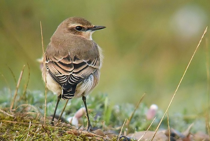 Wheatear