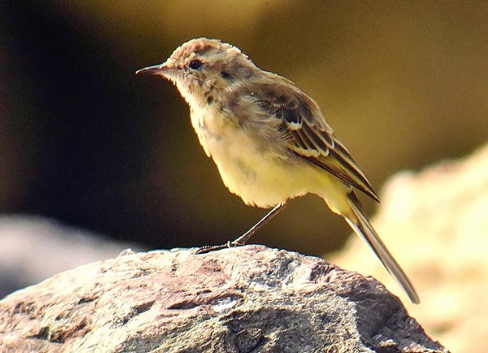 Yellow Wagtail
