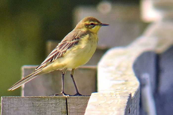 Yellow Wagtail