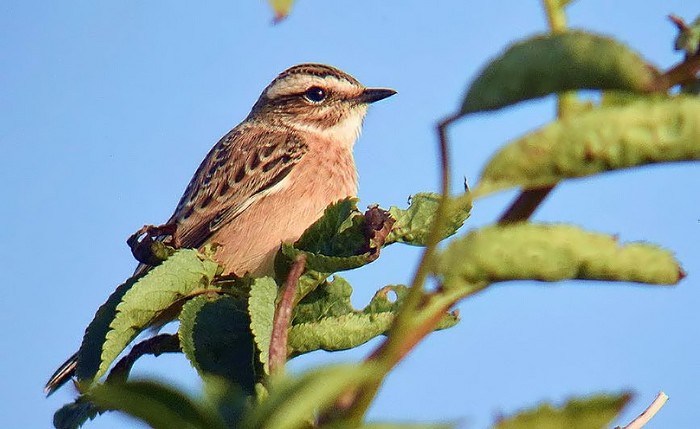 Whinchat