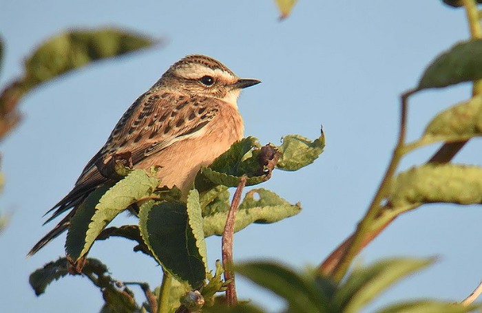 Whinchat
