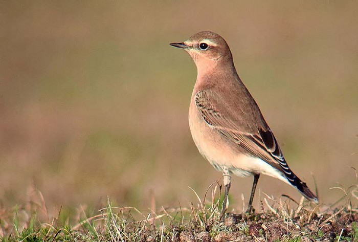 Wheatear
