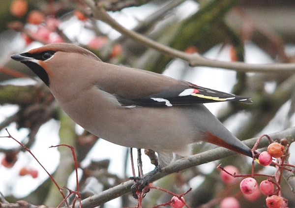 Waxwing