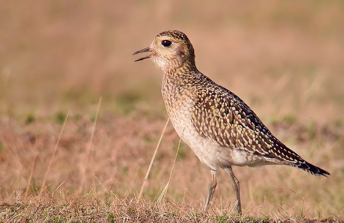 Golden Plover