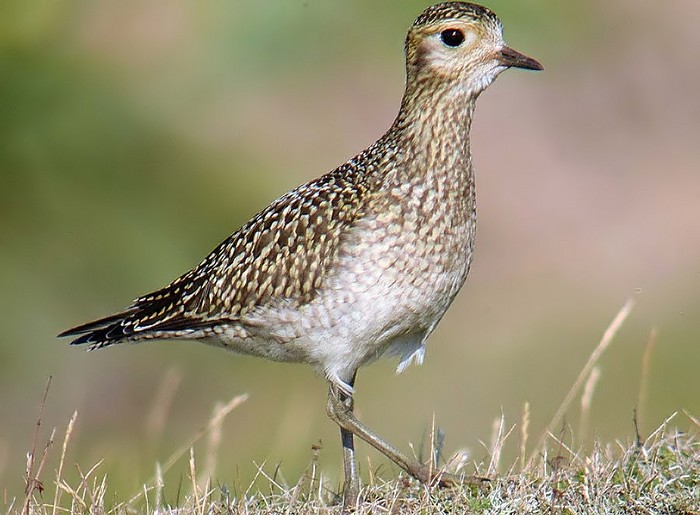 Golden Plover
