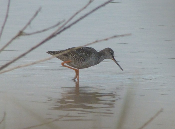 Spotted Redshank