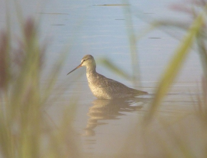 Spotted Redshank