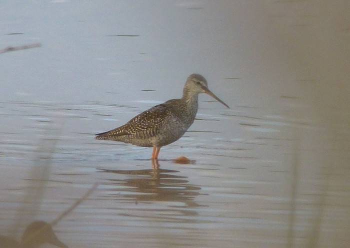 Spotted Redshank