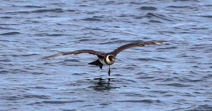 Pomarine Skua