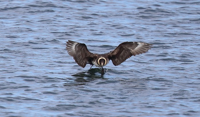 Pomarine Skua