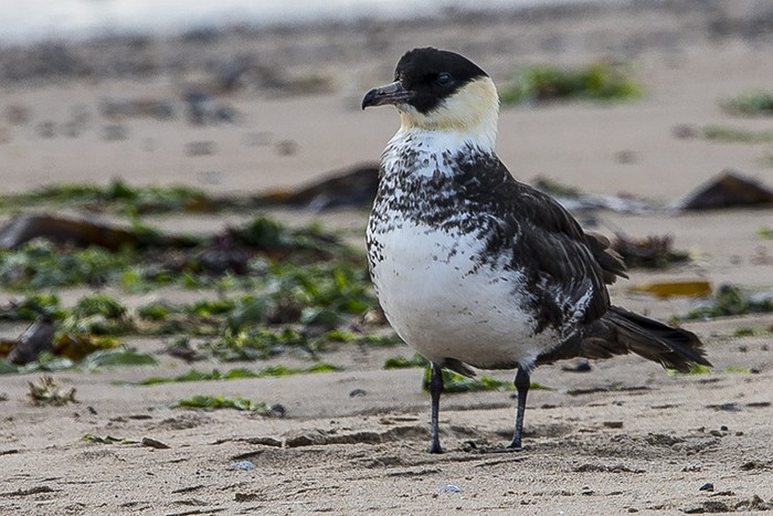 Pomarine Skua