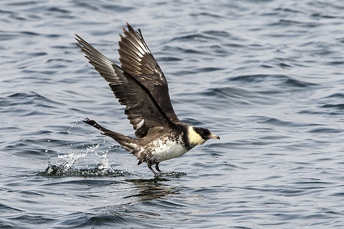 Pomarine Skua