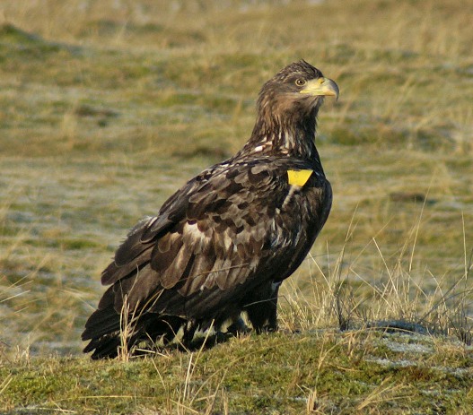 White-tailed Eagle
