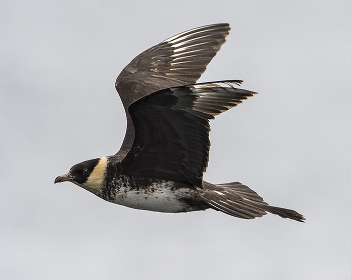 Pomarine Skua