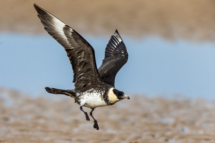 Pomarine Skua