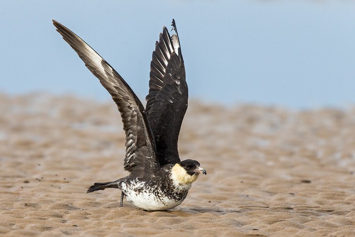 Pomarine Skua