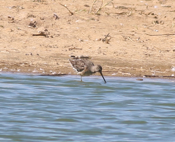 Long-billed Dowitcher