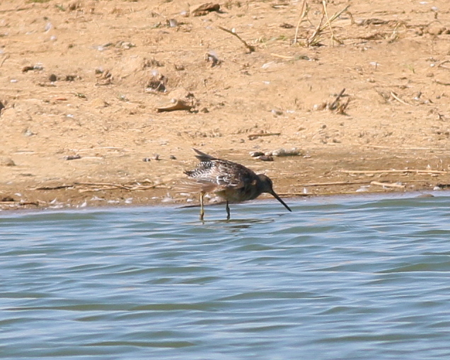 Long-billed Dowitcher