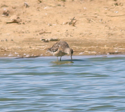 Long-billed Dowitcher